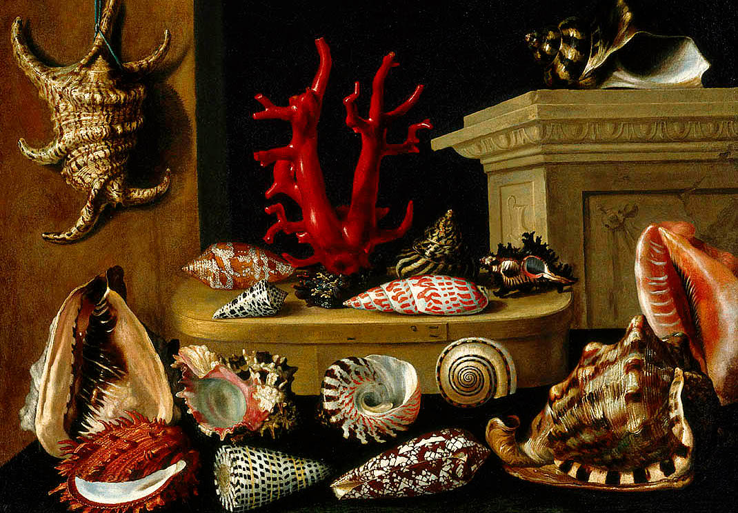 Le coquillage de Dahud