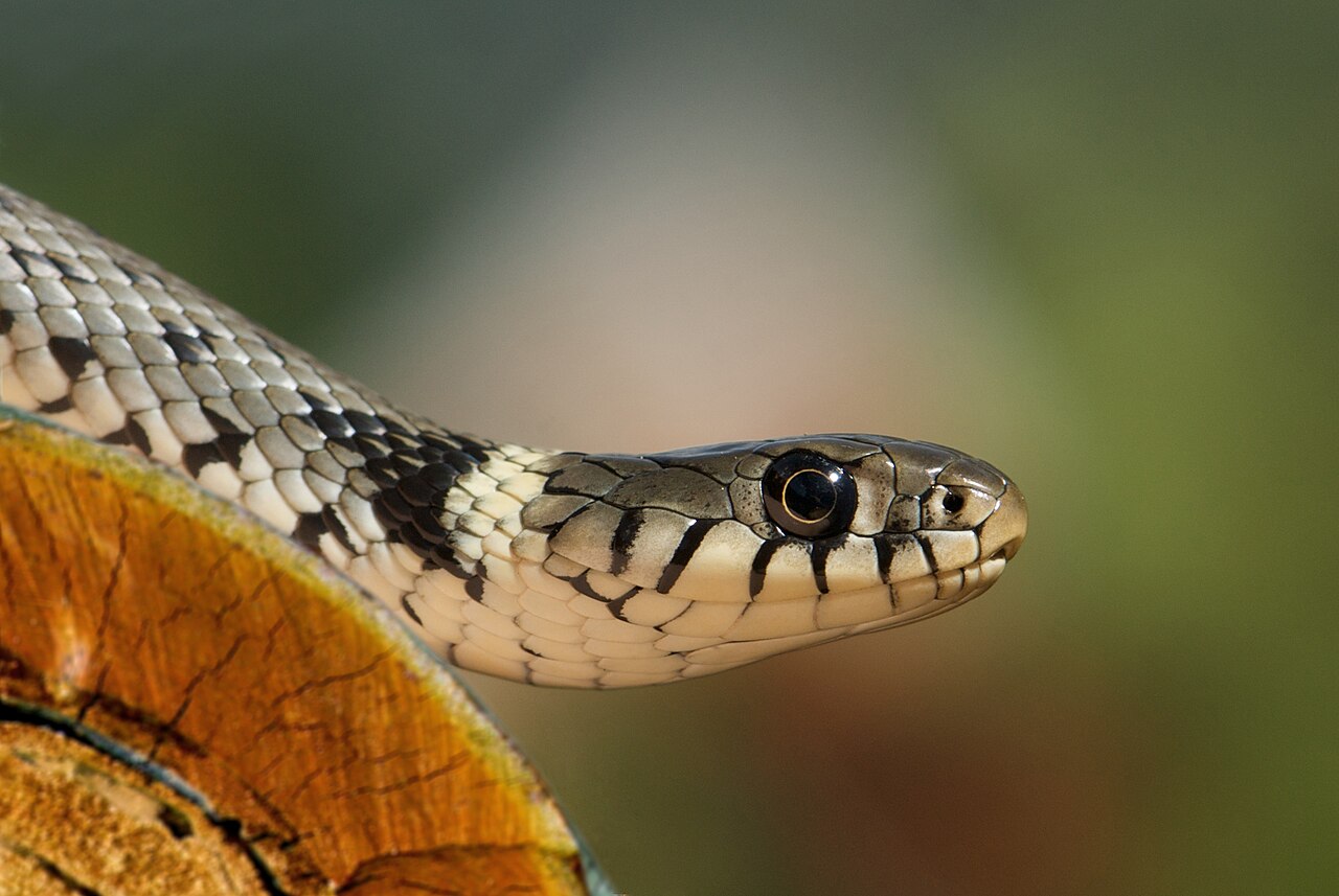 Un homme formidable – Natrix Somnia 1/7