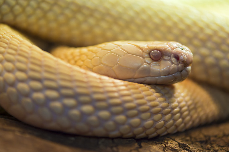 La magicienne – Natrix Somnia 4/7