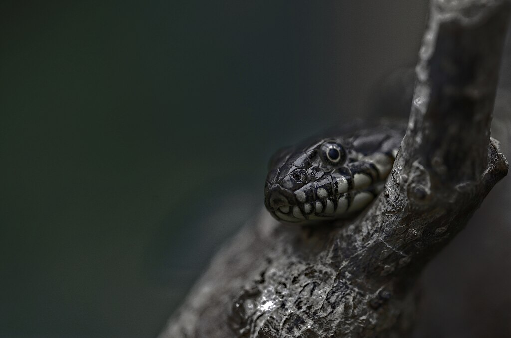 Une nuit de tempête – Natrix Somnia 3/7