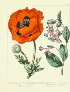 Planche botanique d'un coquelicot