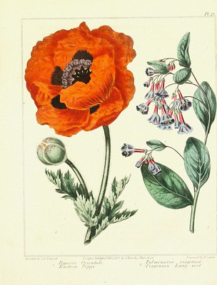 Planche botanique d'un coquelicot