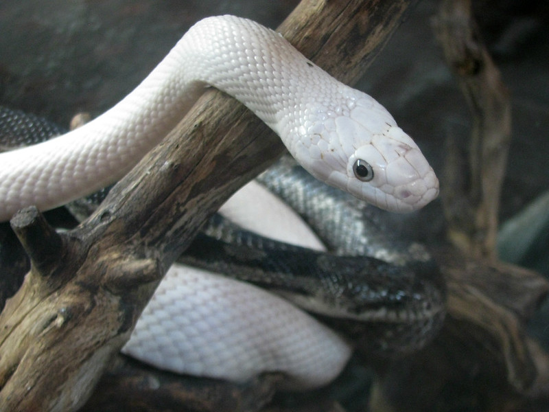 Les prières d’Amélia – Natrix Somnia 6/7